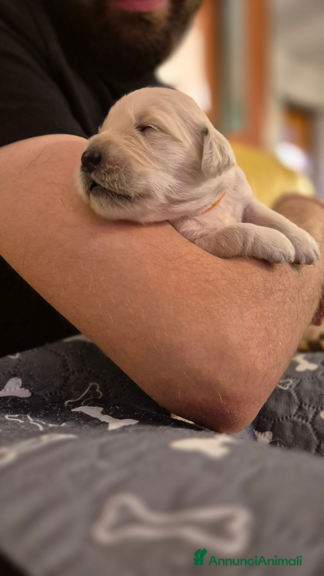 Golden Retriever cani in vendita: Cucciole di Golden Retriever - Annuncio 7