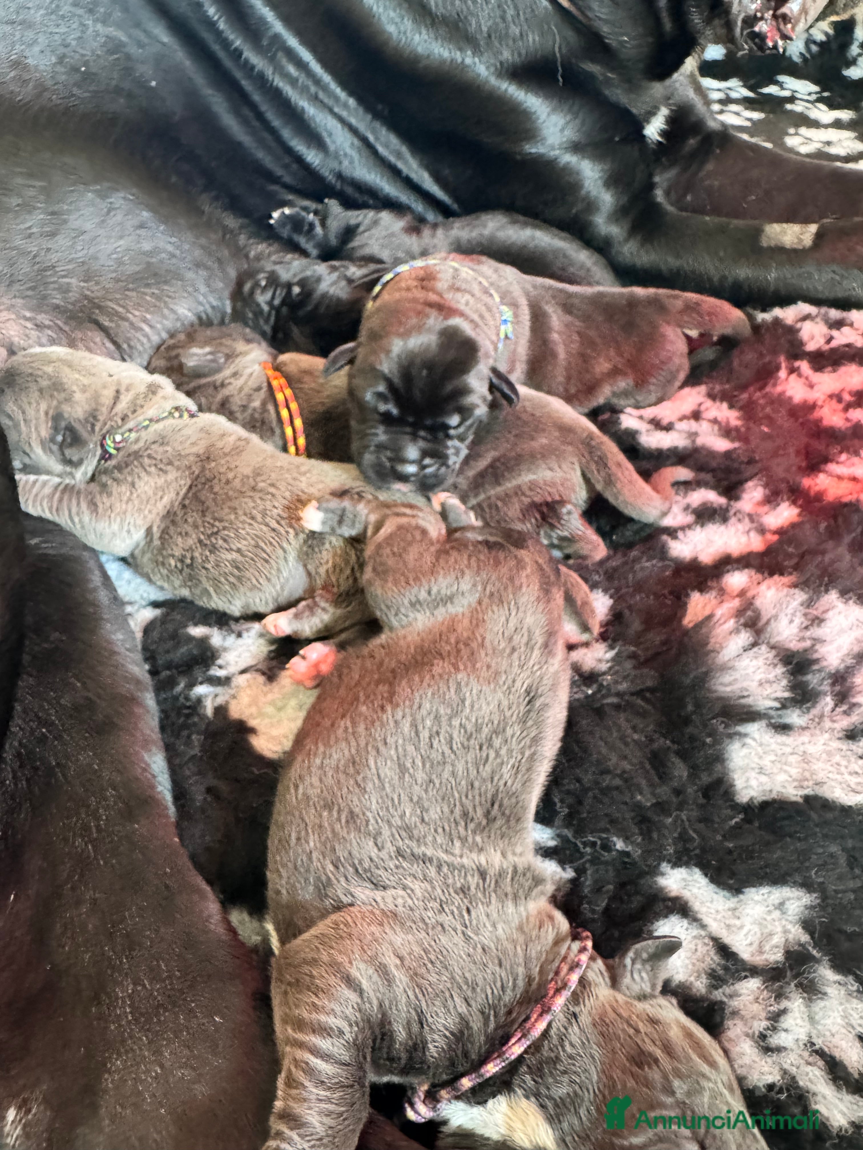 Cane Corso cani Cane corso - Annuncio 16