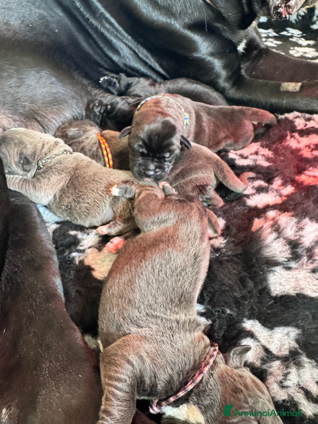 Cane Corso cani in vendita: Cane corso - Annuncio 1