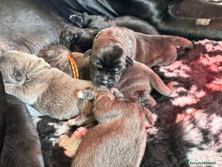 Cane Corso cani Cane corso - Annuncio 8