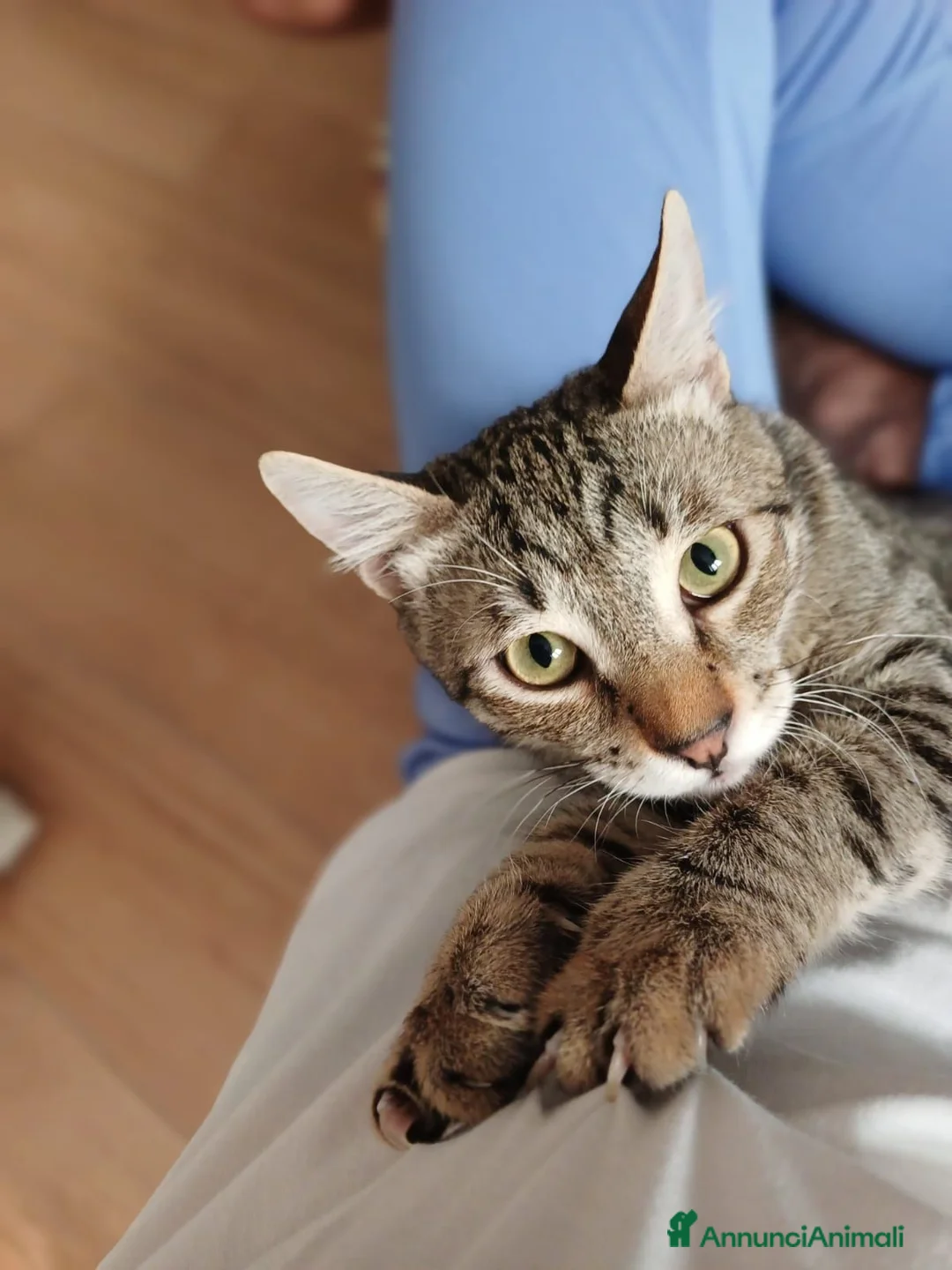 Altre razze gatti in regalo: MICINI URGENTE! TEMPO SCADUTO! a Provincia di Arezzo - Annuncio 1