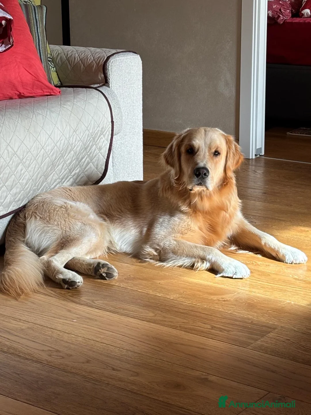 Golden Retriever cani per accoppiamento: Golden retriever di linea anglo americana  - Annuncio 1