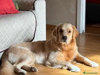 Golden Retriever cani Golden retriever di linea anglo americana - Annuncio 17