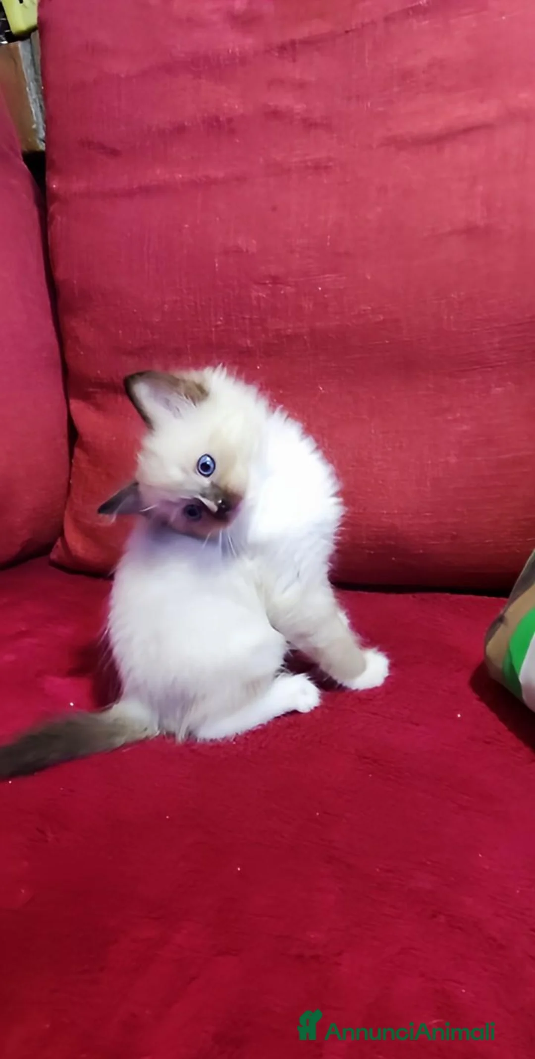 Ragdoll gatti in vendita: Ragdoll con pedegree  a Provincia di Como - Annuncio 13