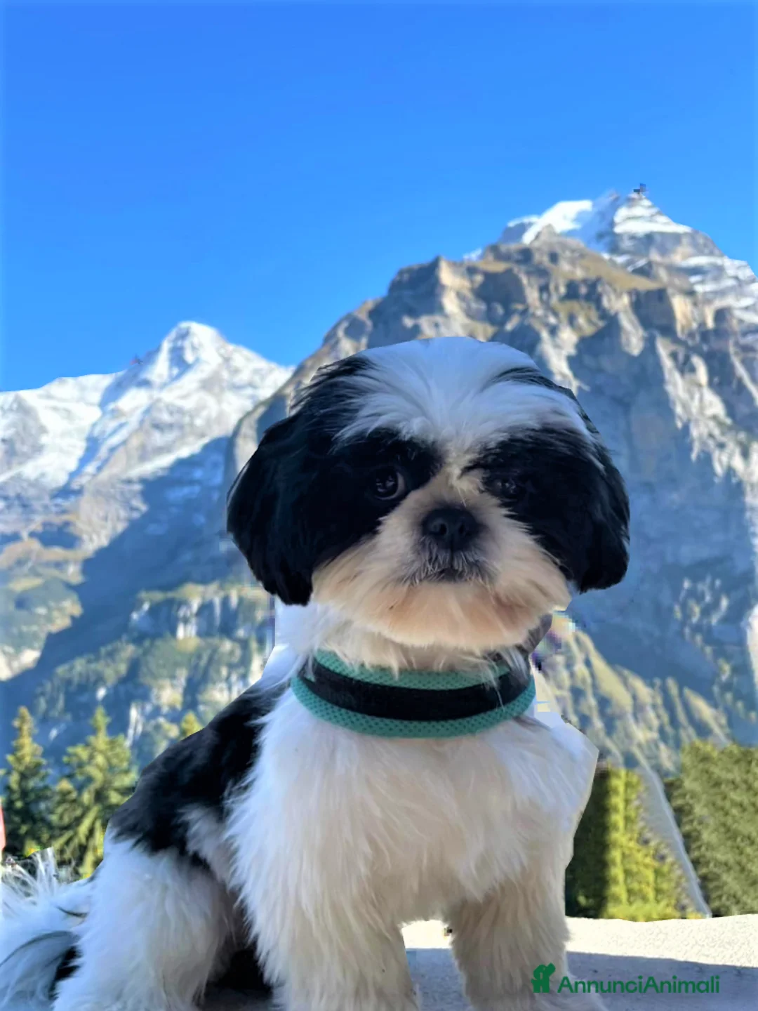 Immagine della galleria {{count}}