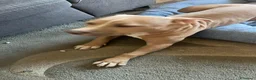 Pitbull cani in vendita: American pitbull terrier femmina a Città metropolitana di Milano - Annuncio 2