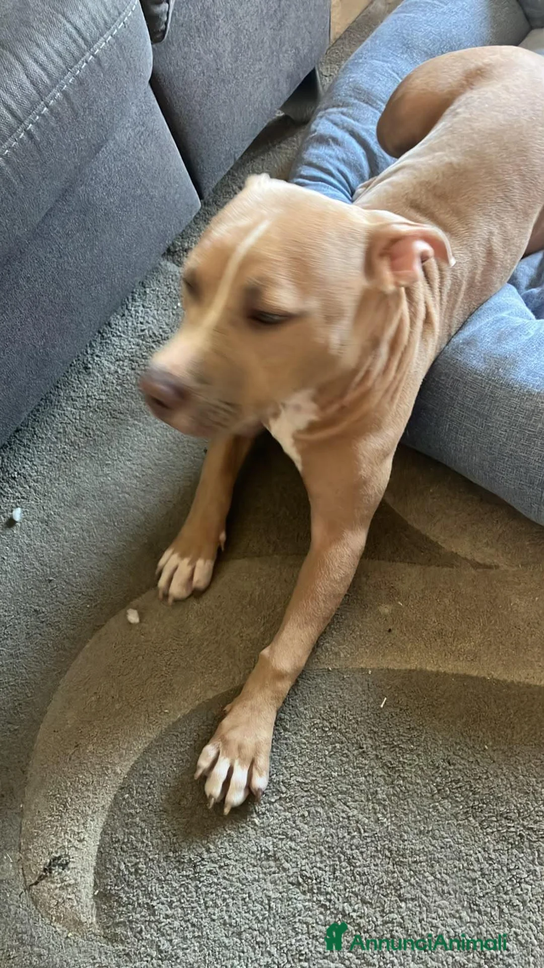 Pitbull cani in vendita: American pitbull terrier femmina a Città metropolitana di Milano - Annuncio 2