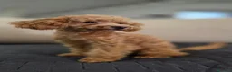 Barboncino Toy cani in vendita: Barboncino mini toy - Annuncio 4