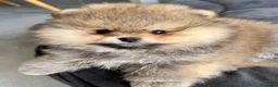 Spitz cani in vendita: Pomerania Spitz nano  - Annuncio 4