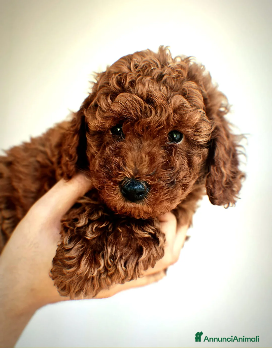 Barboncino cani in vendita: Barboncini Nani disponibili con Pedigree ENCI  - Annuncio 2