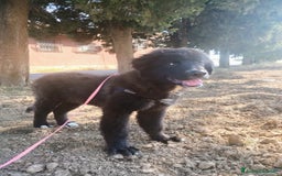 Meticcio cani in regalo: Baloo in adozione a Provincia di Taranto - Immagine 7