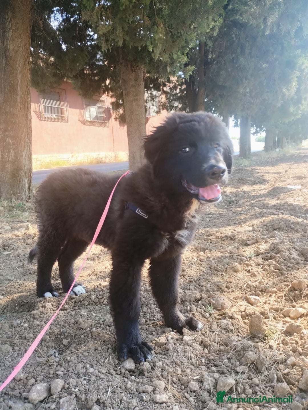 Meticcio cani in regalo: Baloo in adozione a Provincia di Taranto - Immagine 7
