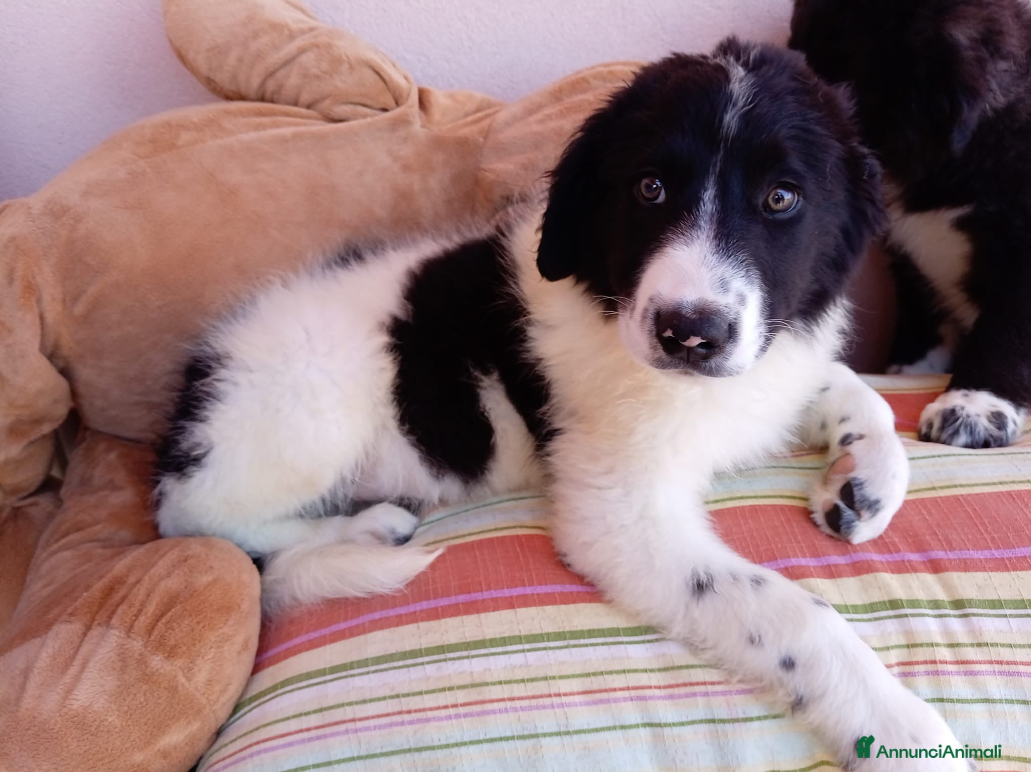 Meticcio cani Virgola dolcissima cucciola simil border collie - Annuncio 3
