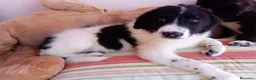 Meticcio cani in regalo: Virgola dolcissima cucciola simil border collie a Città metropolitana di Milano - Annuncio 1
