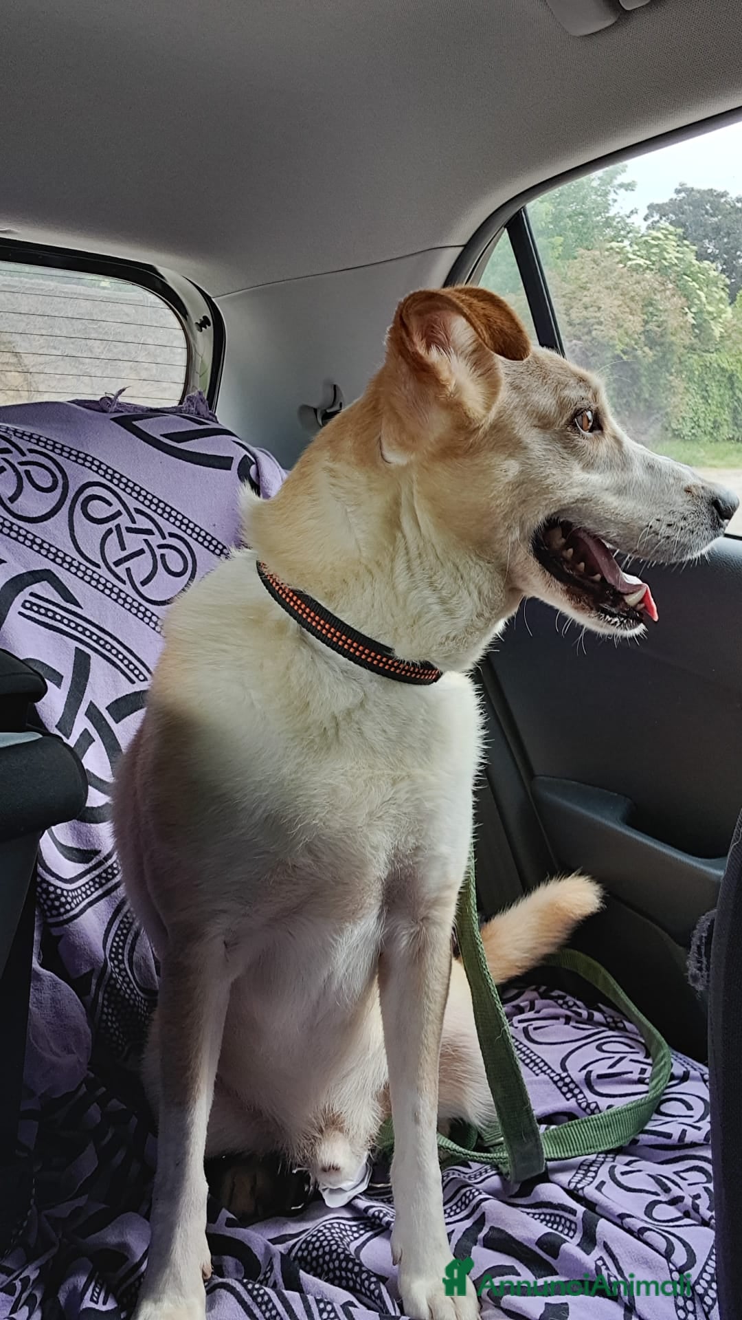 Meticcio cani in regalo: Splendido meticcio - CHARLIE - Annuncio 7