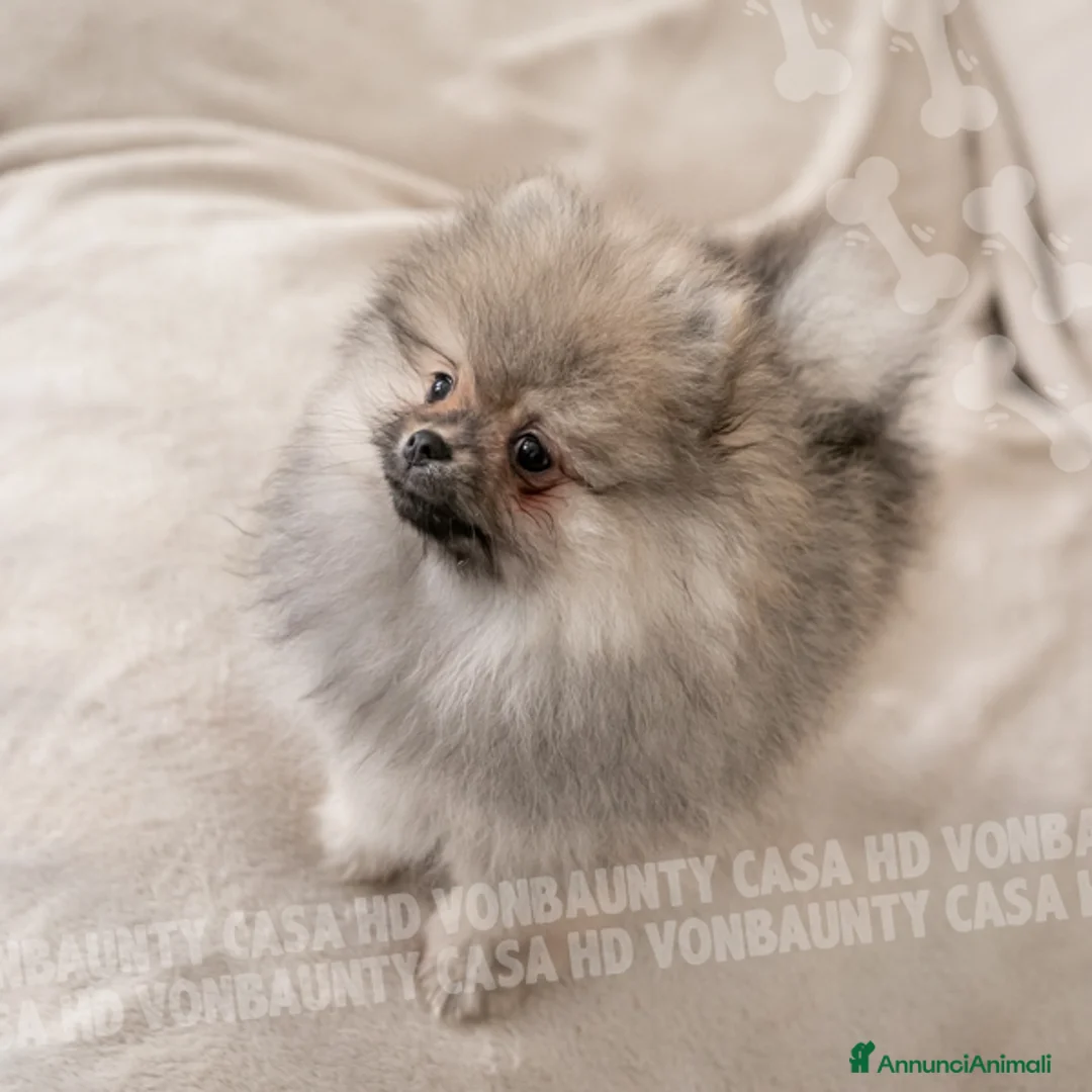 Volpino Pomerania cani in vendita: Cuccioli Spitz Nano di Pomerania - Annuncio 6