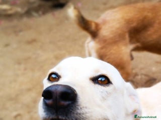 Labrador cani Aron cerca amore a Provincia di Rovigo - Annuncio 1