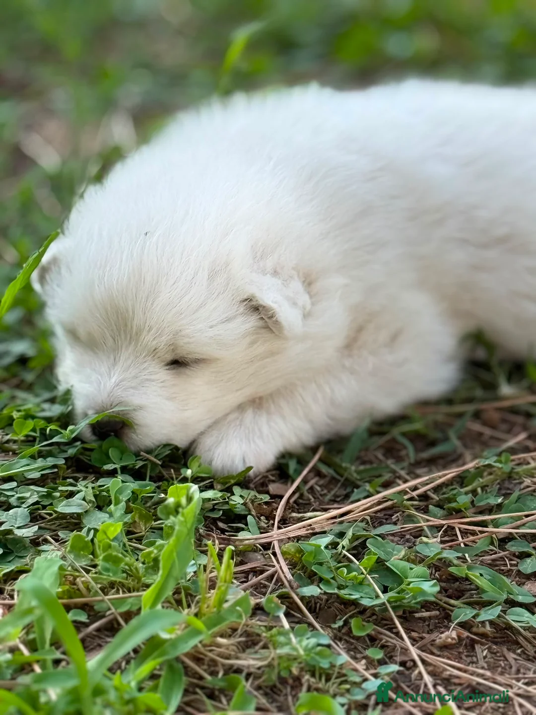 Samoiedo cani in vendita: Cuccioli di Samoiedo - Annuncio 9