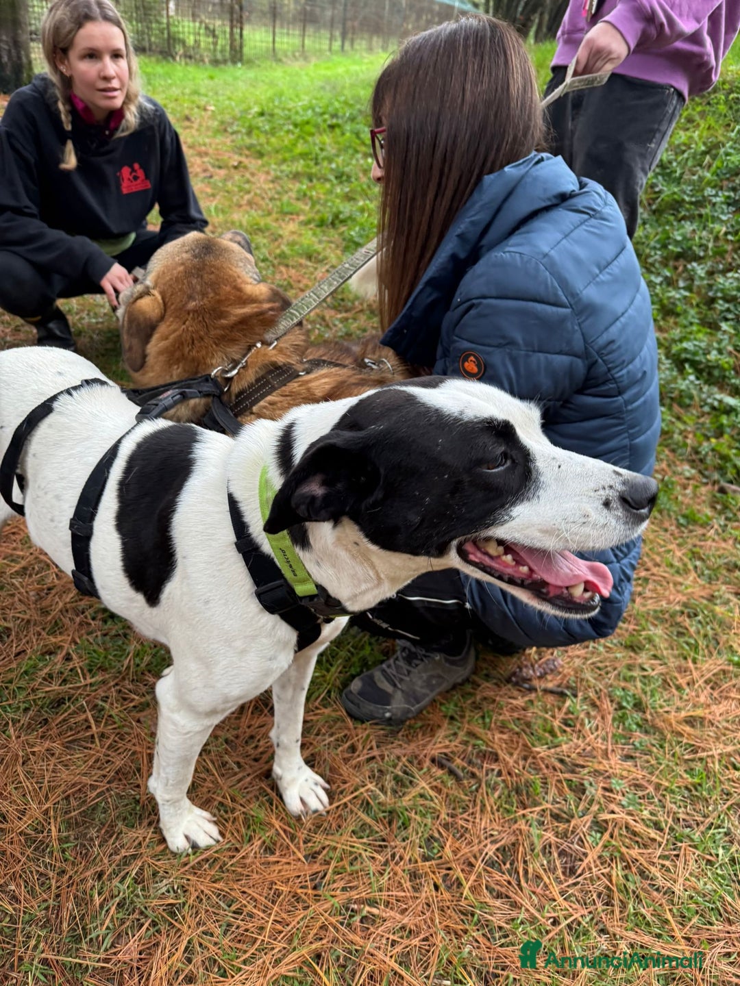 Meticcio cani in regalo: Splendida meticcia - BELLA - Annuncio 9