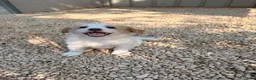 Meticcio cani in regalo: NINA E MIA - Annuncio 8