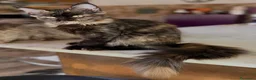 Maine Coon gatti in vendita: Cucciola Maine Coon Black tortie- Pedigree Anfi - Annuncio 6
