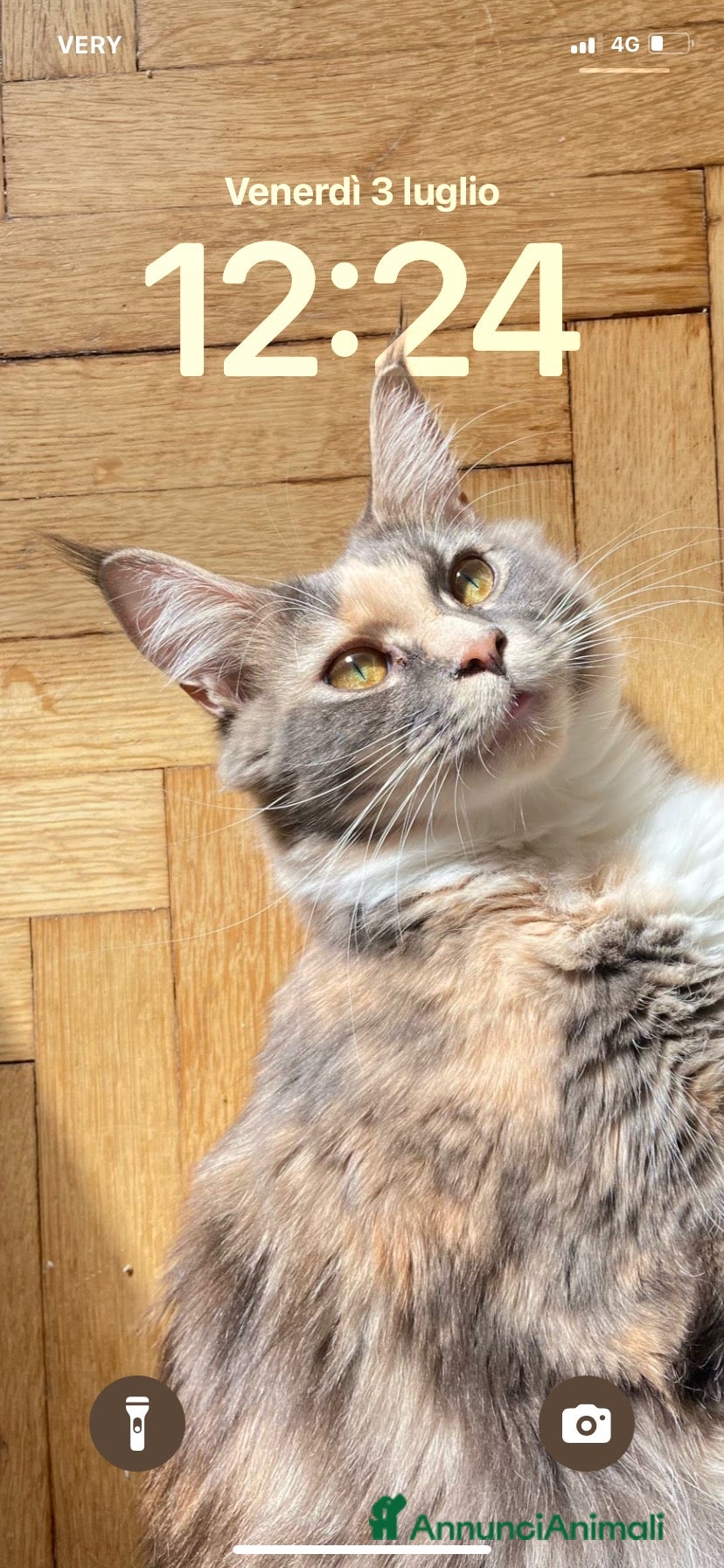 Maine Coon gatti Maine coon - Annuncio 2