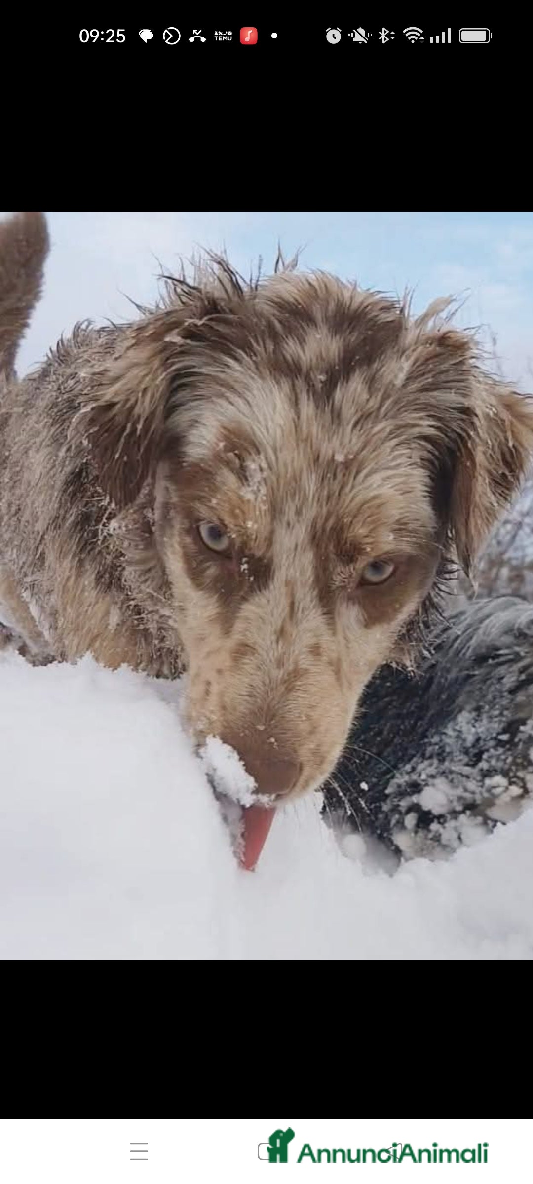 Australian Shepherd cani Pastore australiano femmine  - Annuncio 2