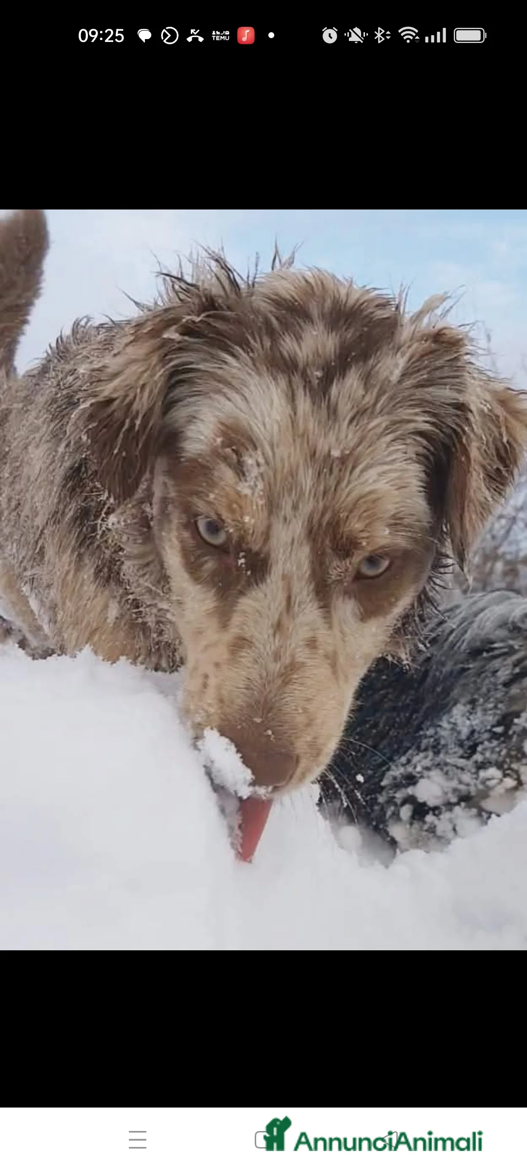 Australian Shepherd cani in regalo: Pastore australiano femmine  - Annuncio 2