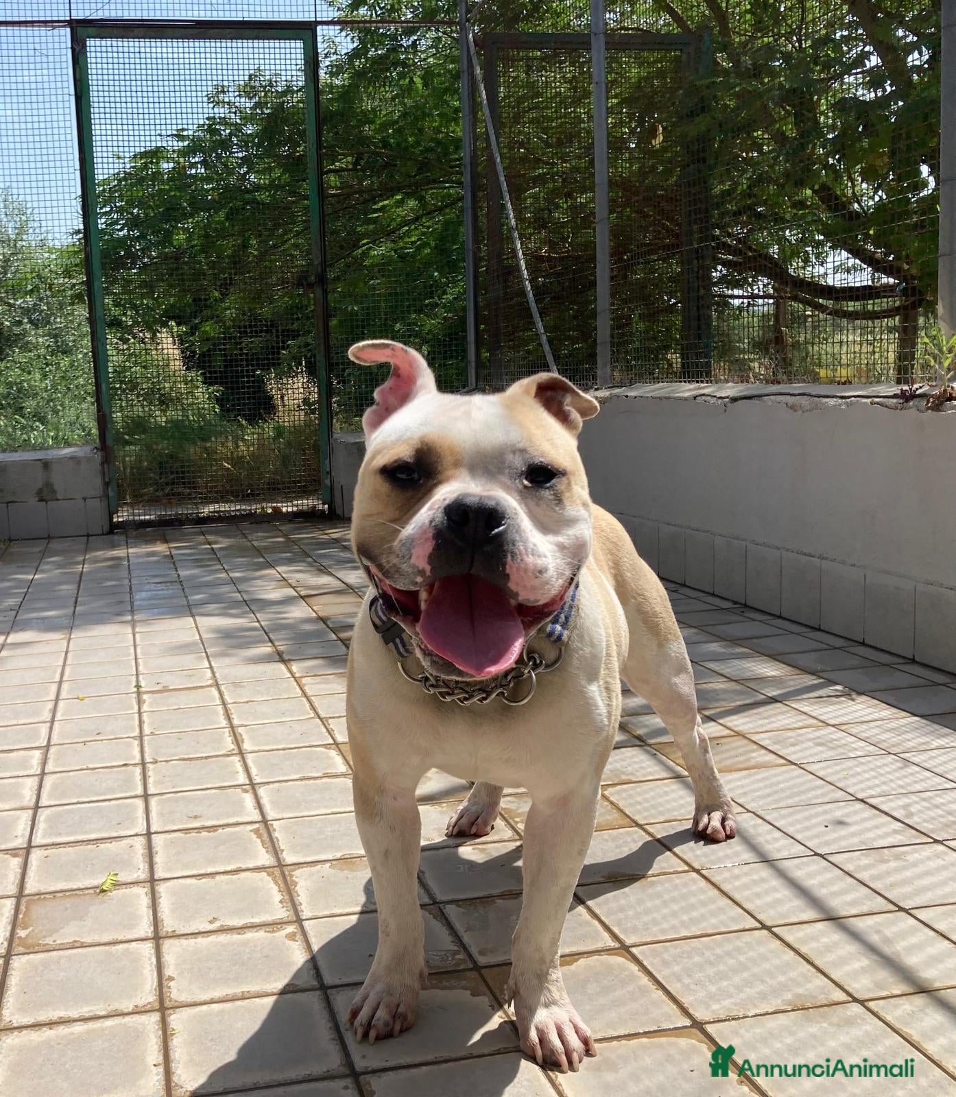 Altre razze cani Ettore, splendido, un anno, cerca casa  a Città metropolitana di Roma Capitale - Annuncio 40