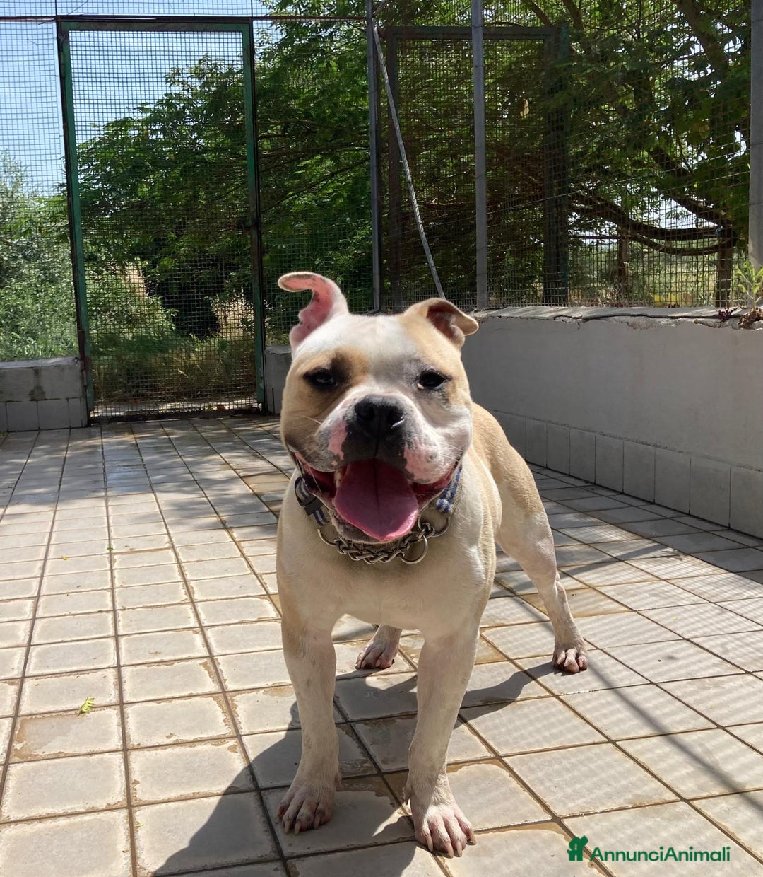 Altre razze cani in regalo: Ettore, splendido, un anno, cerca casa  a Città metropolitana di Roma Capitale - Annuncio 1