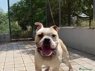 Altre razze cani Ettore, splendido, un anno, cerca casa a Città metropolitana di Roma Capitale - Annuncio 36