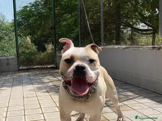 Altre razze cani Ettore, splendido, un anno, cerca casa a Città metropolitana di Roma Capitale - Annuncio 15