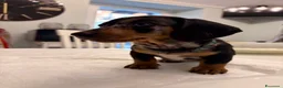 Bassotto Nano cani in vendita: Cuccioli di bassotto a pelo corto Arlecchino  - Annuncio 12