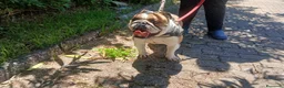 Bulldog cani in regalo: BALOO BULLDOG INGLESE, MISSIONE IMPOSSIBILE - Annuncio 2