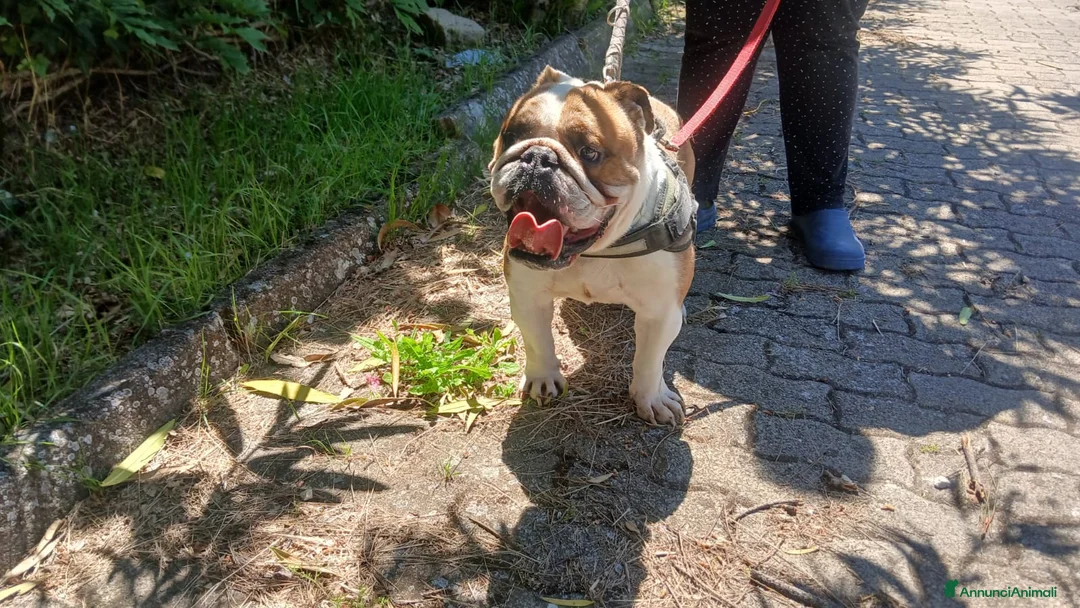 Bulldog cani in regalo: BALOO BULLDOG INGLESE, MISSIONE IMPOSSIBILE - Annuncio 2