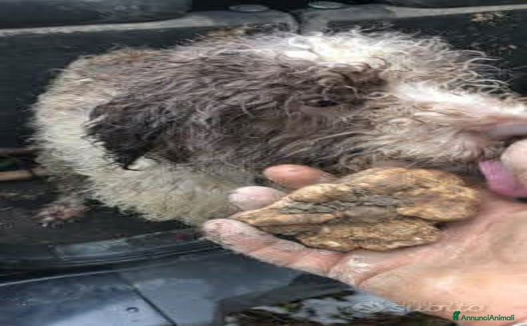 Lagotto cani a Provincia di Fermo - Annuncio 9