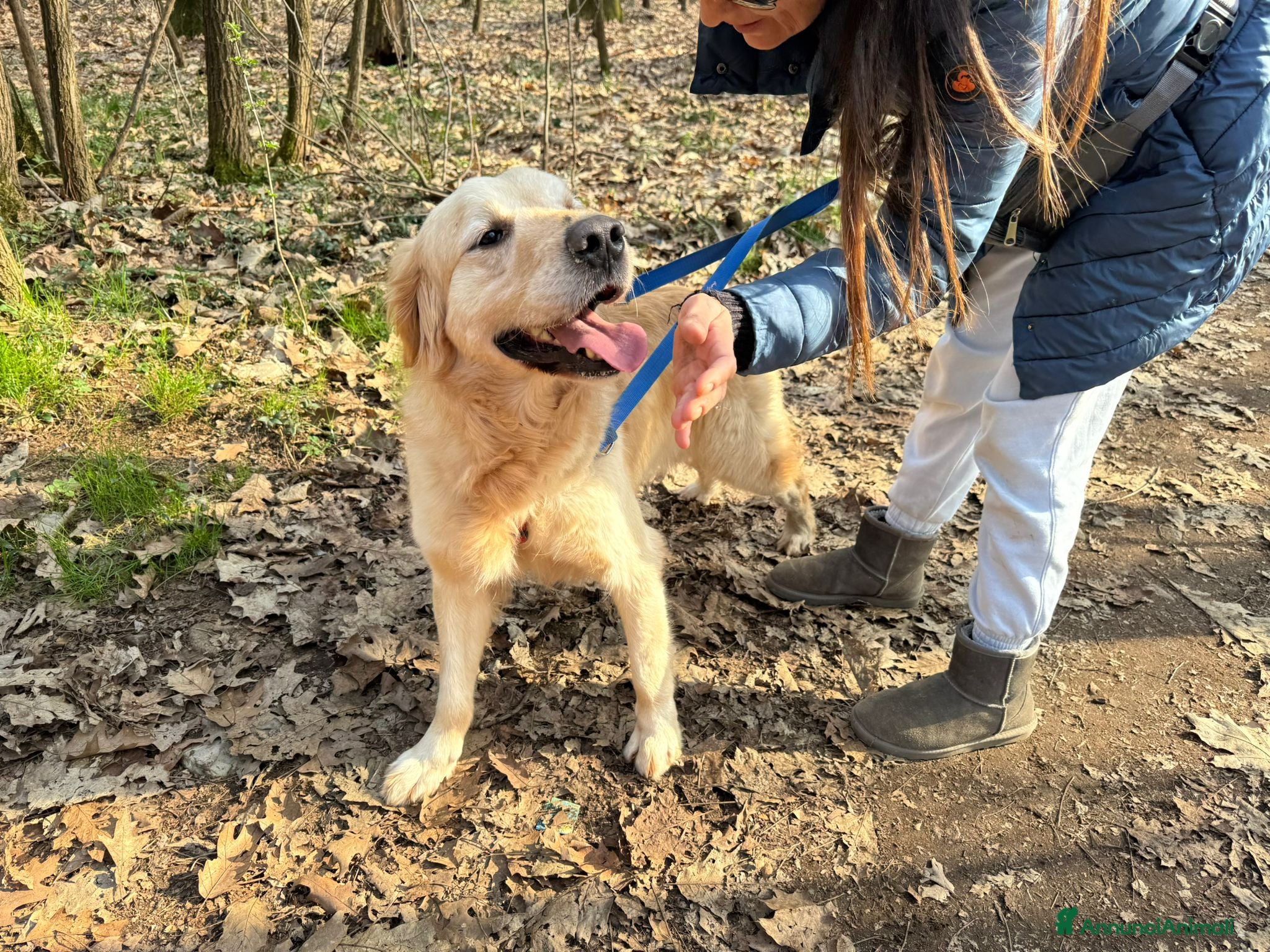 Golden Retriever cani Splendido Golden Retreiver - CASPER - Annuncio 2