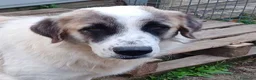 Meticcio cani in regalo: LUCA quanta solitudine! tg grande a Provincia di Macerata - Annuncio 4