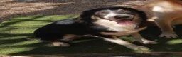 Border Collie cani in regalo: Splendida Border Collie - MILA - Annuncio 3