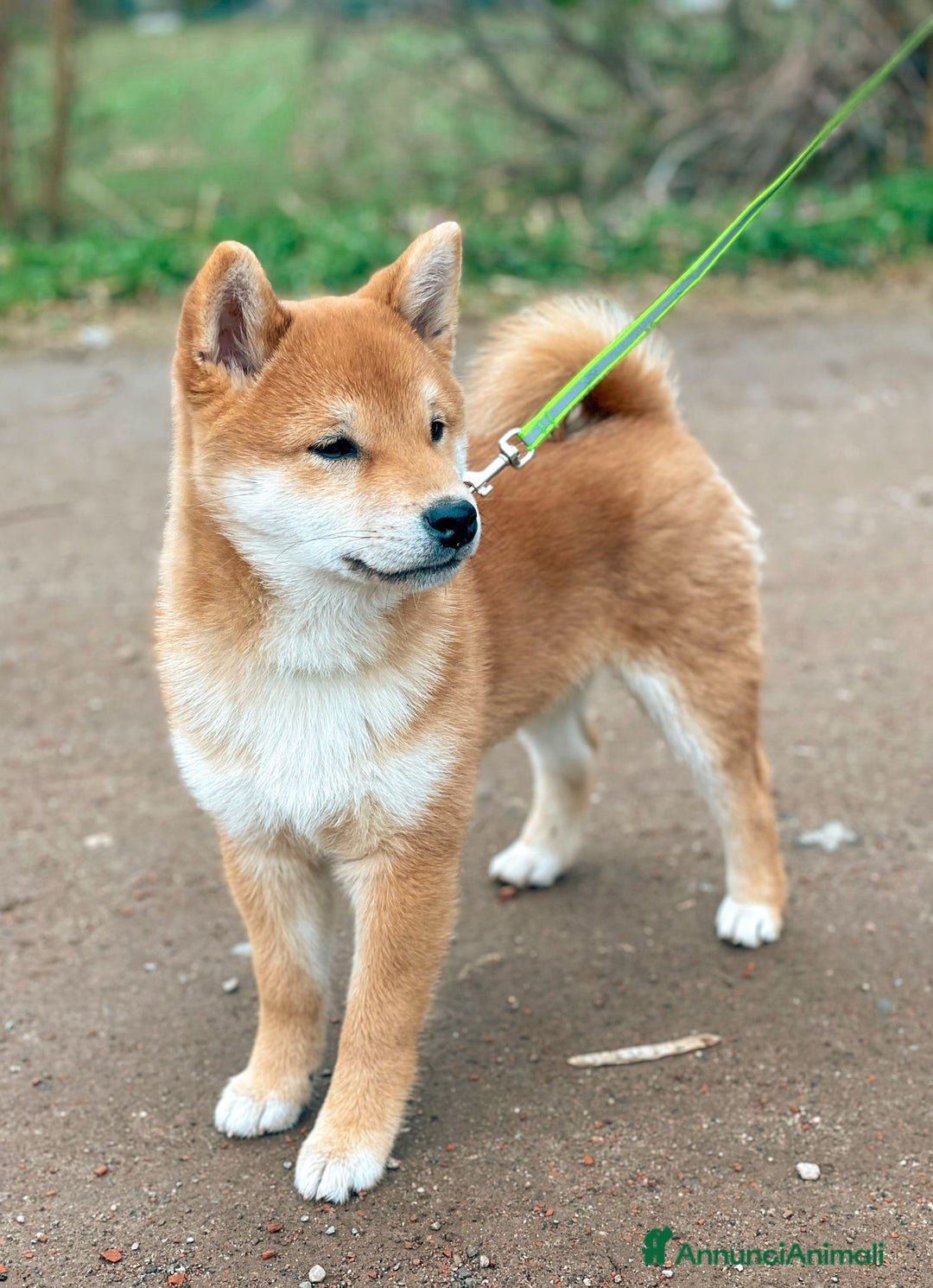 Immagine della galleria {{count}}