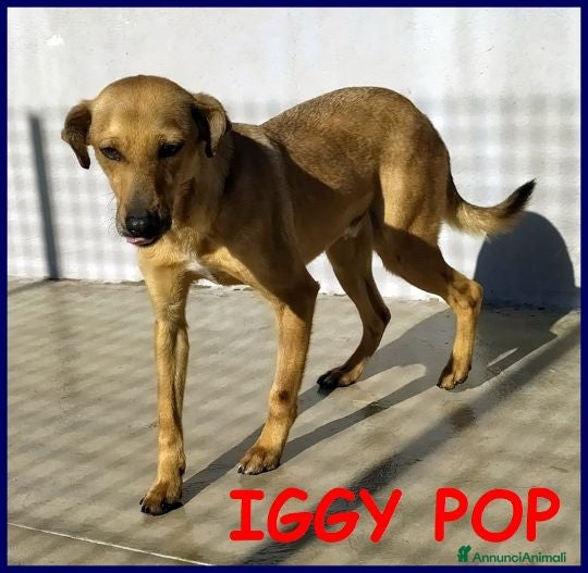 Meticcio cani IGGY POP ha tanta voglia di tenerezza - Annuncio 22