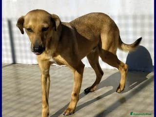 Meticcio cani IGGY POP ha tanta voglia di tenerezza - Annuncio 22