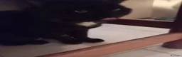 Europeo gatti in regalo: ADOZIONE DEL CUORE ❤️ gatto 12 anni a Provincia di Padova - Annuncio 4
