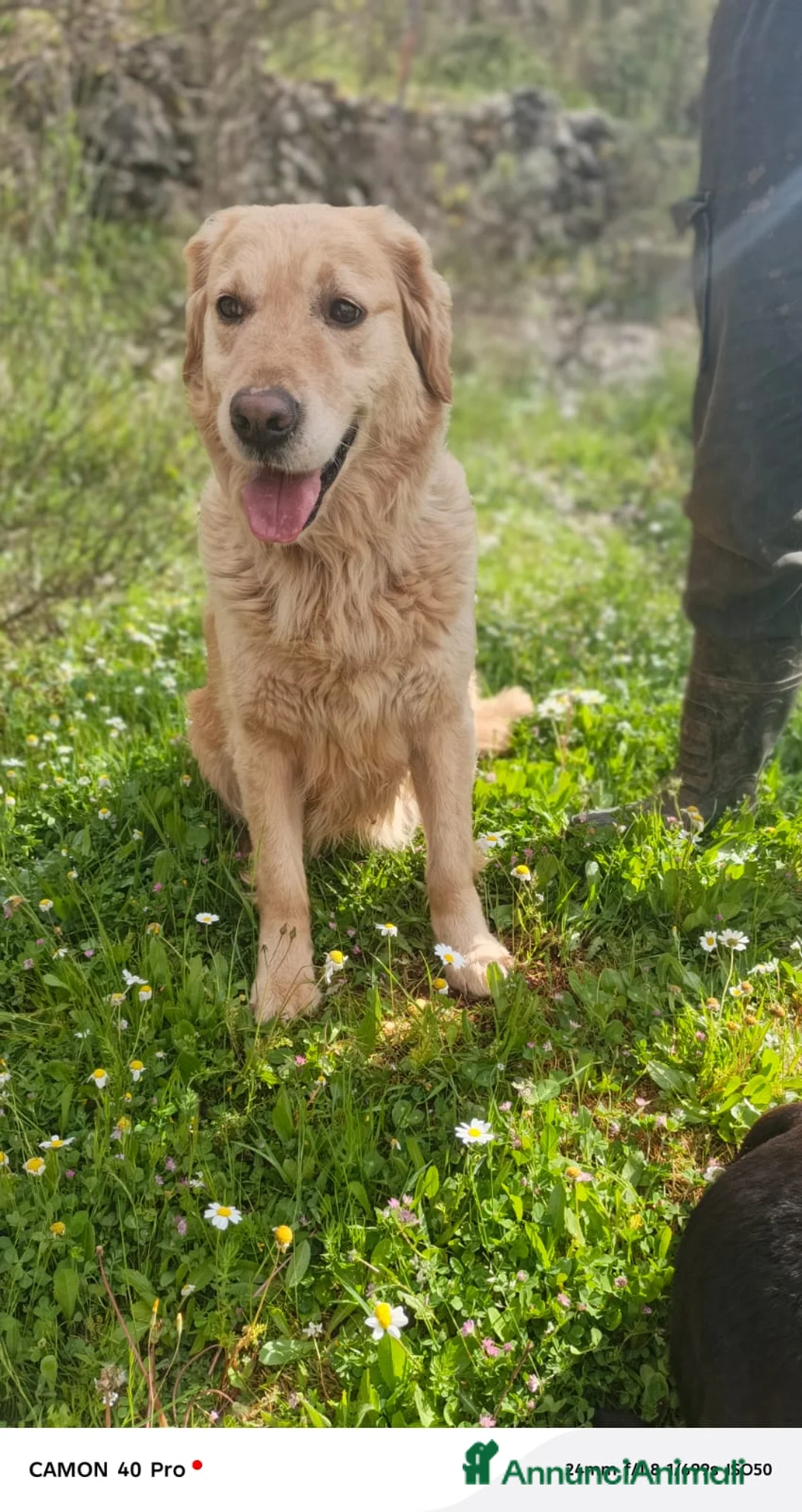 Golden Retriever cani in regalo: Chloe, una bravissima Golden Retriever - Annuncio 10