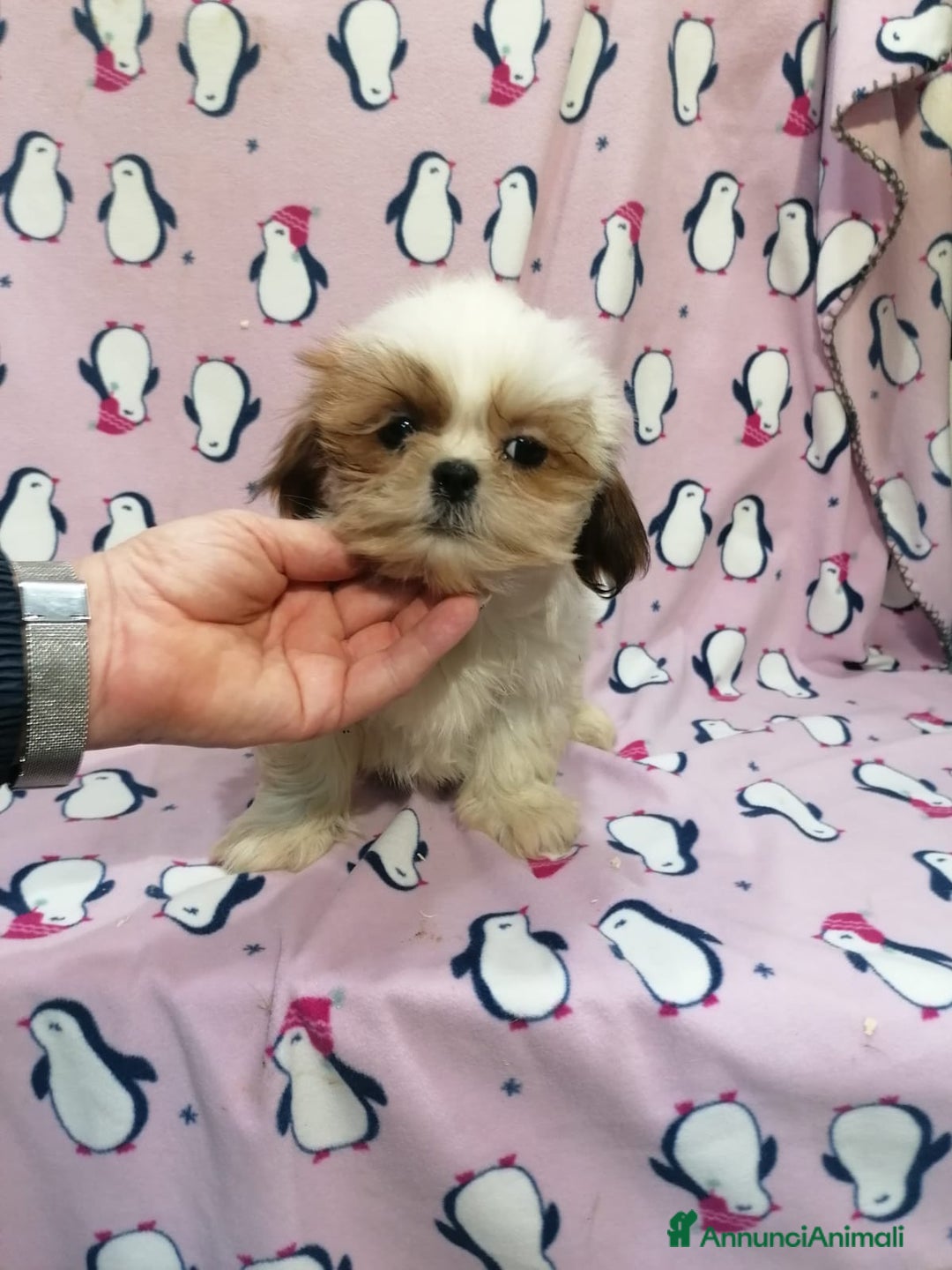 Shih Tzu cani in vendita: Shih Tzu Imperiale cucciola femmina - Annuncio 7