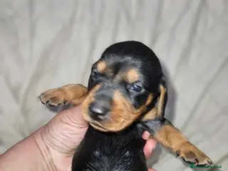 Bassotto cani Bassotto kaninchen nero focato a Città metropolitana di Milano - Annuncio 4