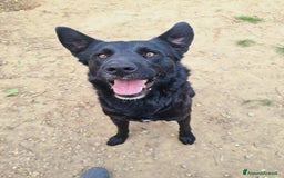 Meticcio cani in regalo: NATHAN, fantastico pastorino in nero! a Città Metropolitana di Firenze - Immagine 7
