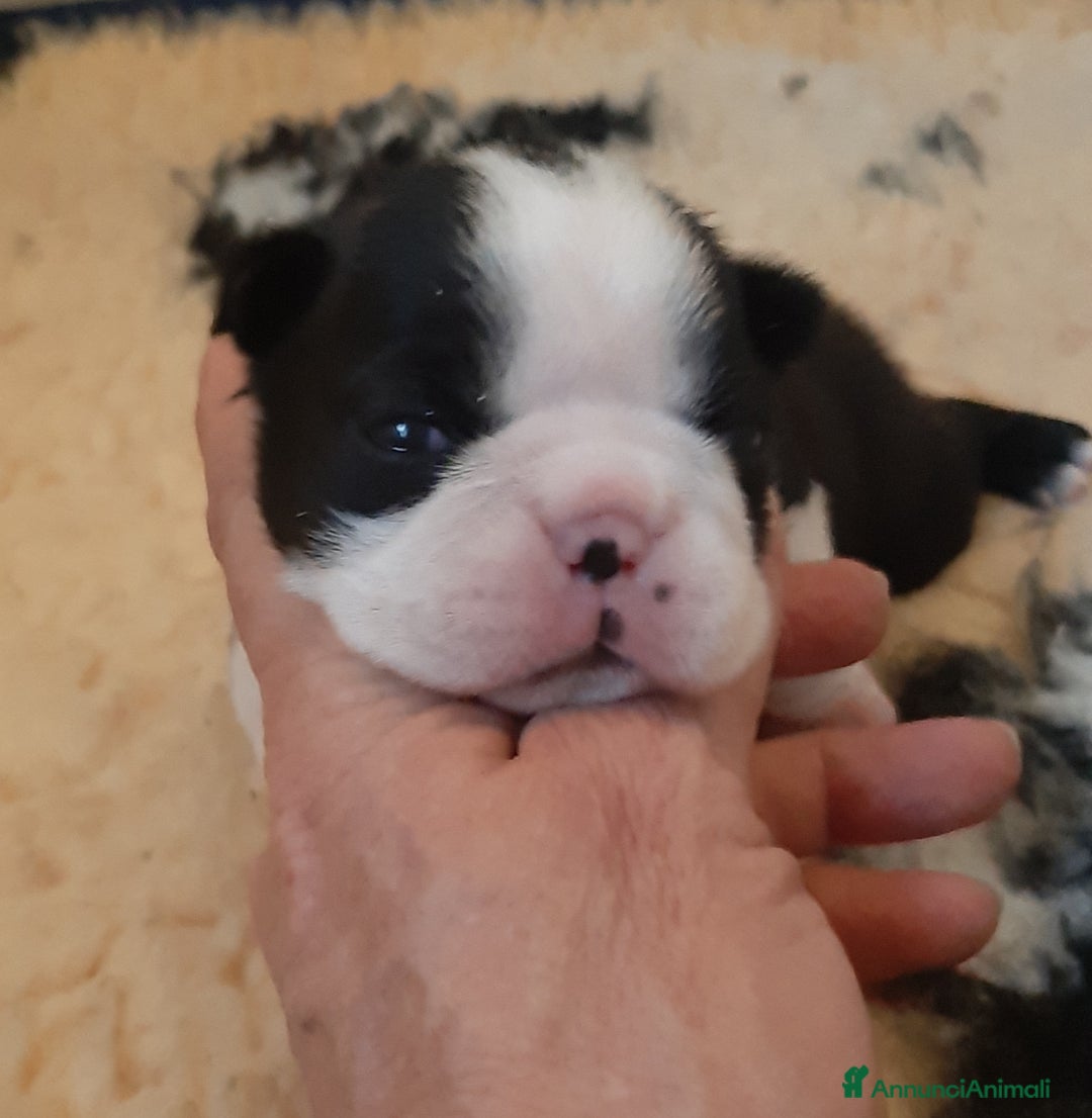 Boston Terrier cani in vendita: Cuccioli di Boston terrier con pedigree ENCI/FCI  - Annuncio 1
