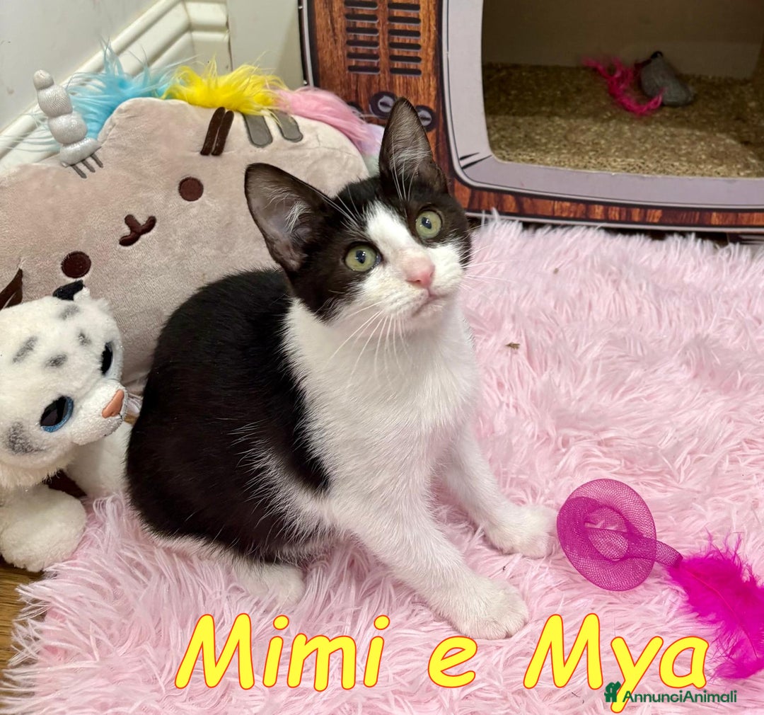 Europeo gatti in regalo: MIMI E MYA - Annuncio 1