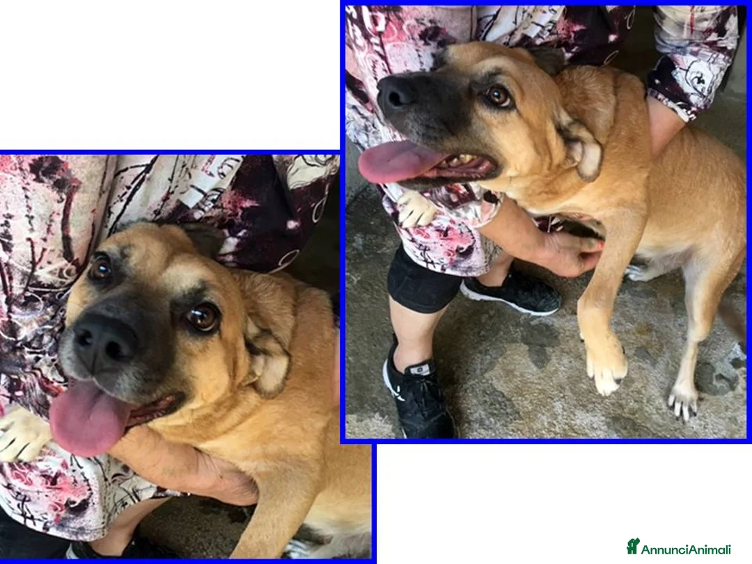 Meticcio cani in regalo: ORIANA dolce nonnina tg mediopicc. - Annuncio 4